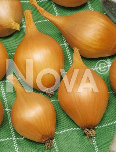 Onion serbevole garrafal