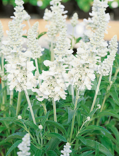 Salvia farinacea bianca-N0900849