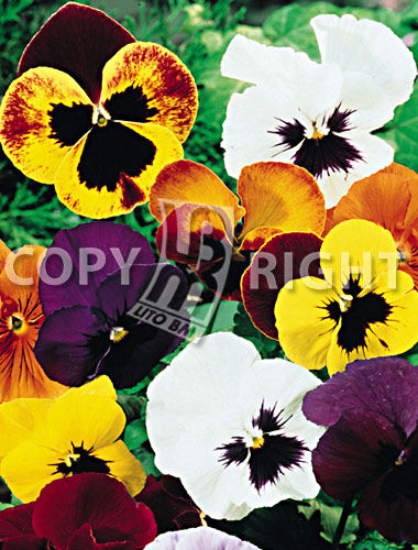 Flowers » Viola tricolor » Viola del pensiero gigante svizzera mix | LitoBM