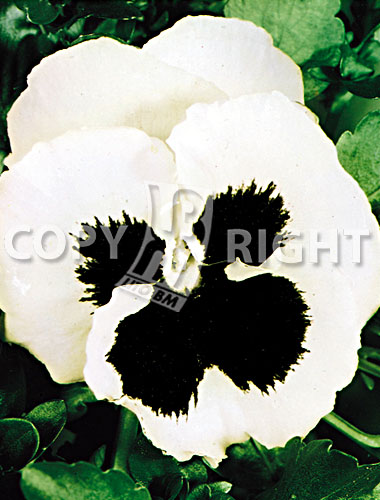 Flowers » Viola tricolor » Viola del pensiero gigante svizzera bianca con  occhio | LitoBM