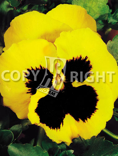 Flowers » Viola tricolor » Viola del pensiero gigante svizzera gialla con  occhio | LitoBM