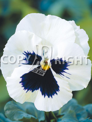 Flowers » Viola tricolor » Viola del pensiero gigante svizzera bianca con  occhio | LitoBM