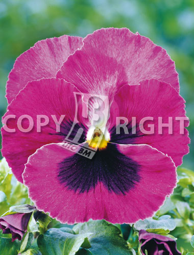 Flowers » Viola tricolor » Viola del pensiero gigante svizzera rosa con  occhio | LitoBM
