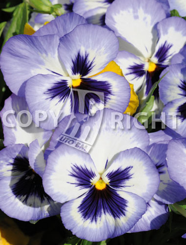 Flowers » Viola tricolor » Viola del pensiero gigante svizzera bianca/blu  con occhio | LitoBM