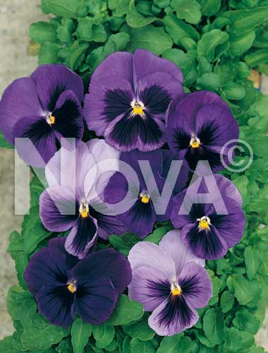 Flowers » Viola tricolor » Viola del pensiero gigante svizzera viola con  occhio | LitoBM