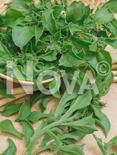Aromatic herbs » Common ice plant » Common ice plant o mesembriantemo |  LitoBM